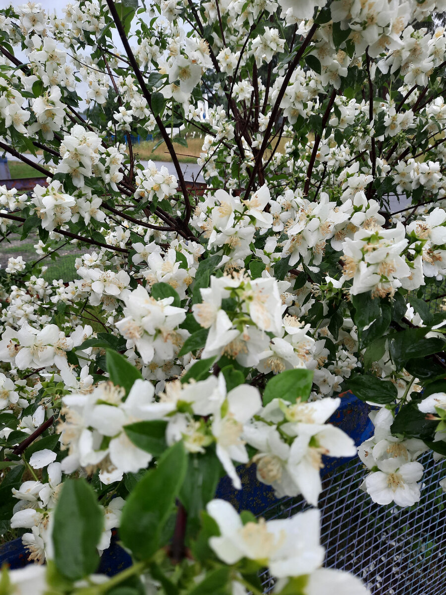 Весна. Фото автора 