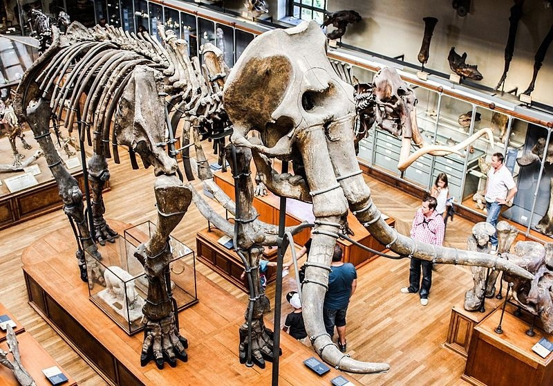 Скелет южного мамонта в музее Естествознания Парижа.