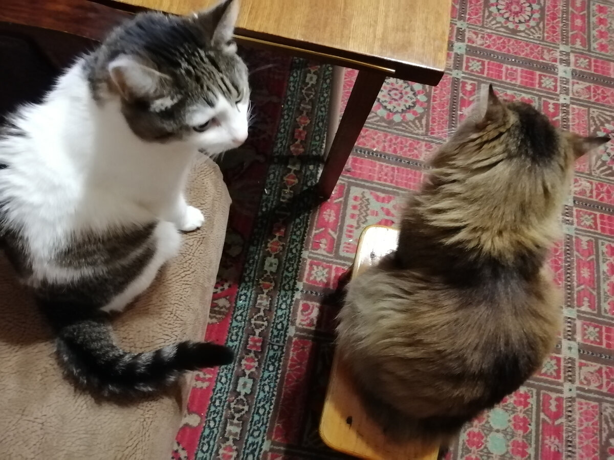 А мы твои мысли читаем. Знаем, за чем в холодильник полезла