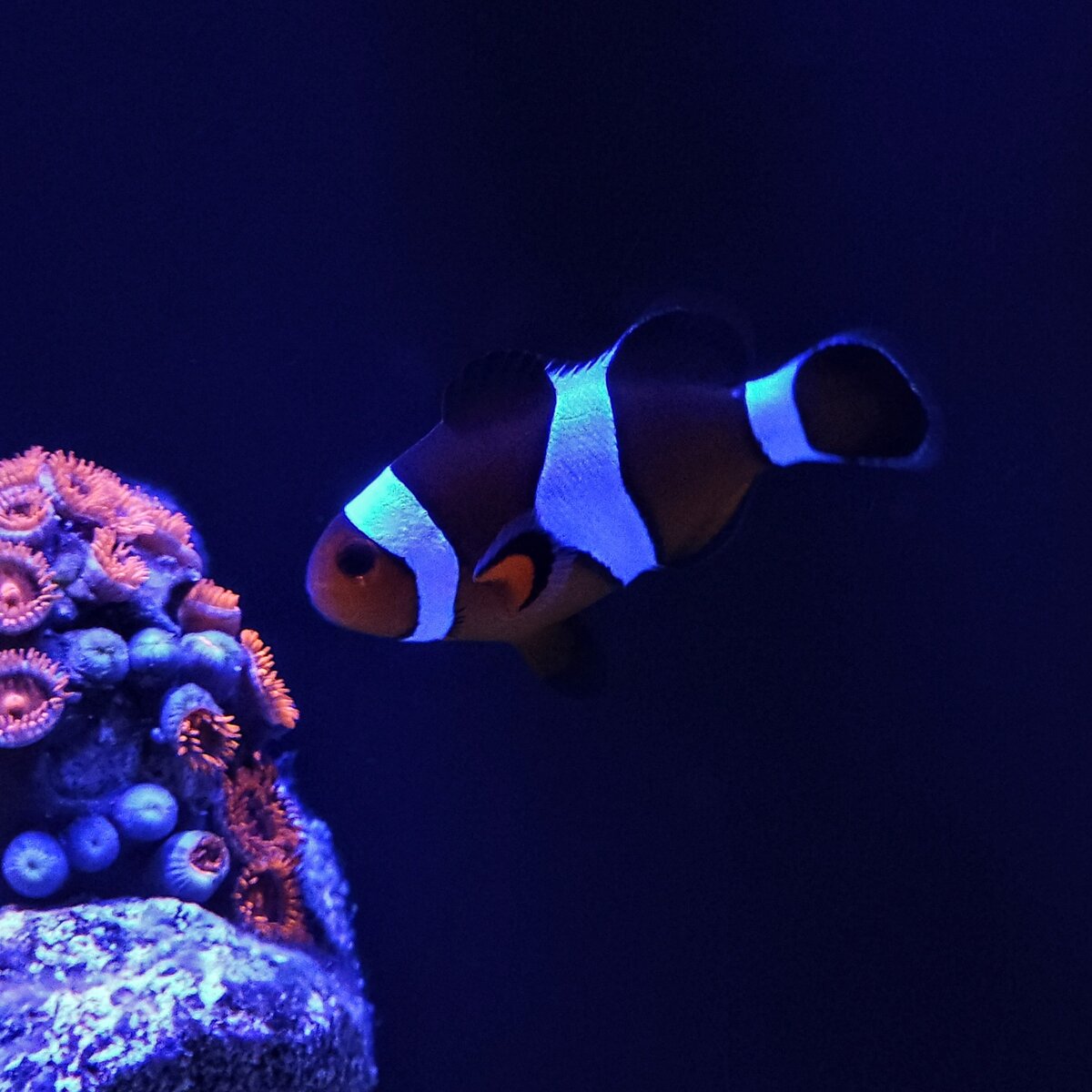 Рыба Клоун изучает зоантус