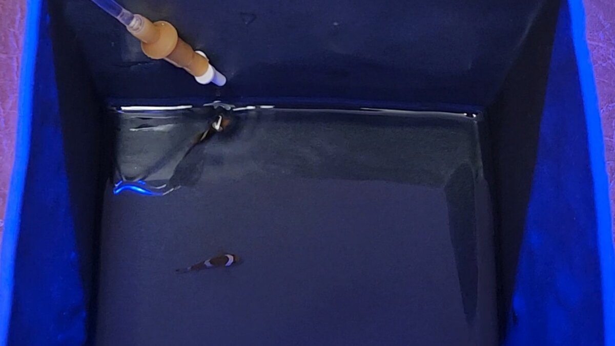 Рыбы Клоуны. Капельный перевод в новый аквариум