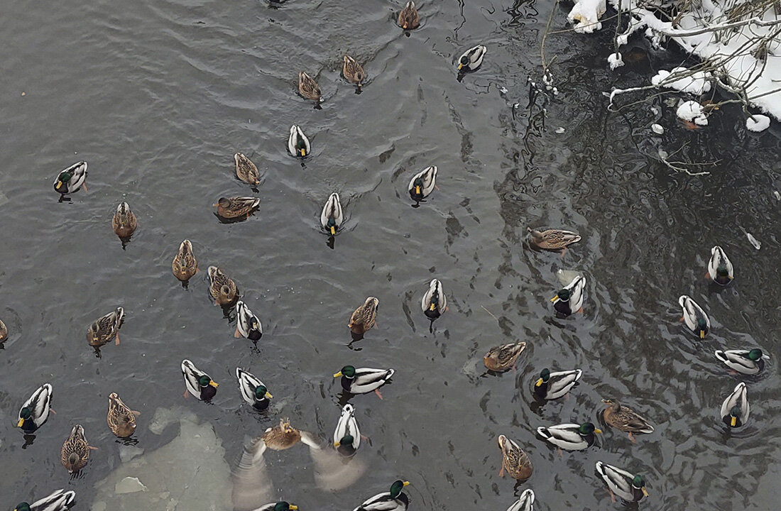 Утки ждут еду