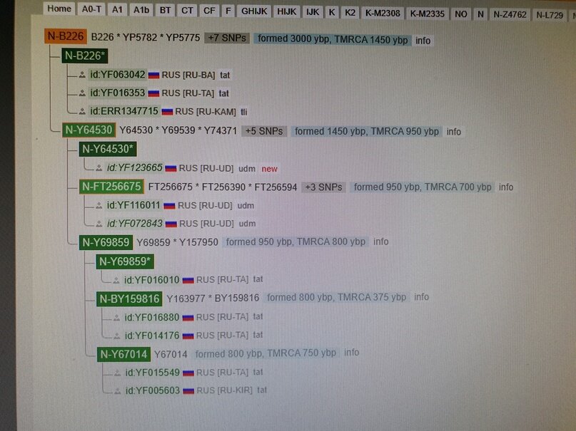 Ура ! на Yfull благодаря добавлению бесермянского результата в ветку, время жизни общего предка с Каринскими князьями на целый век сократилось - стало 950 лет назад. 1070-е годы это уже почти 12 век. Тихой сапой подбираемся к мифическим прародителям Каринских князей султану Бачману из 13 века и князю Карабеку из 15 века и моему предку Салтыку из конца 16 века.

Вот на картинке new это бесермянский результат, я вишу сразу под ним с другим удмуртским в ветке и ниже нас потомки каринцев (арских князей).
TMRCA 950 ybp это значит - среднее время жизни последнего общего предка по прямой мужской линии.                                                                                                                                                  Интересно что сам гаплотип зародился примерно во времена прихода булгар на Волгу. Пришли во 2-й половине VII века на среднюю Волгу из Приазовья после распада Великой Болгарии - государственного образования, существовавшего в VII веке между Доном и Кубанью. Булгары вступили во взаимодействие с местными племенами, принадлежавшими к финно-угорской языковой семье.                                                                                                                                           Совпадаем по времени существования с этим могильником расположенным рядом с деревней деда. археол. пам. эпохи средневековья. Удм. респ., Ярский р-н, верховья р. Сизьмы, пр. притока р. Чепцы, лев. притока р. Вятки, пр. притока р. Камы. Грунтовый могильник открыт и иссл. М.Г.Ивановой. Изучено 274 погребения. Захоронения совершены по обряду трупоположения в неглубоких могильных ямах в деревянных гробах головой в сев.-вост. направлении. Умерших сопровождал богатый инвентарь, позволивший разработать хронологию могильников чепецкой культуры XI-XIII вв., содержавших неорнаментированную керамику. Здесь же собрана большая коллекция древних тканей, специальное изучение к-рых выявило привозной шелк - самит из Византии. Лит.: Иванова М.Г. Погребальные памятники северных удмуртов XI-XIII вв. Ижевск, 1992; Елкина А.К. Исследование коллекции древнего текстиля из археологических памятников Удмуртии // Новые исследования по древней истории Удмуртии. Ижевск, 1988.
Иванова М.Г.