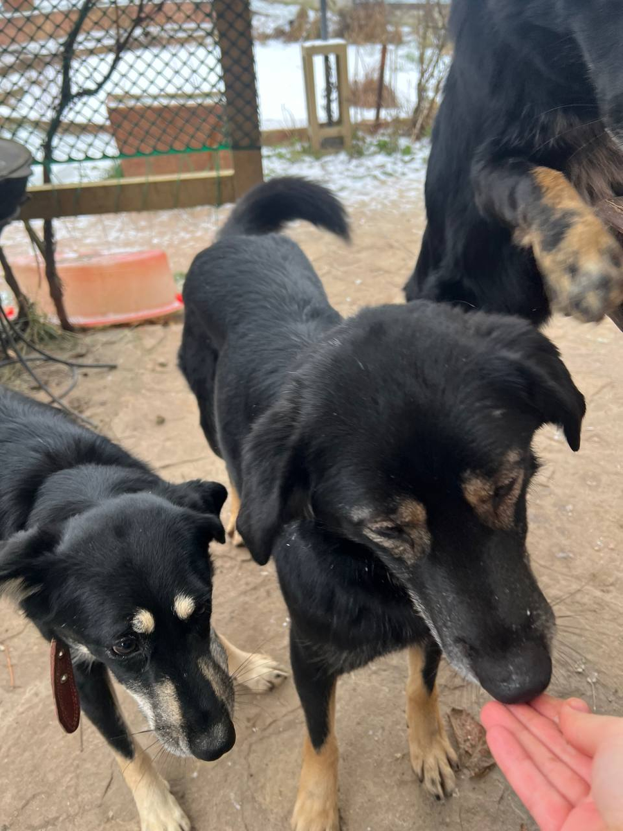 Арчи пропускаем вперед, он мальчишка)