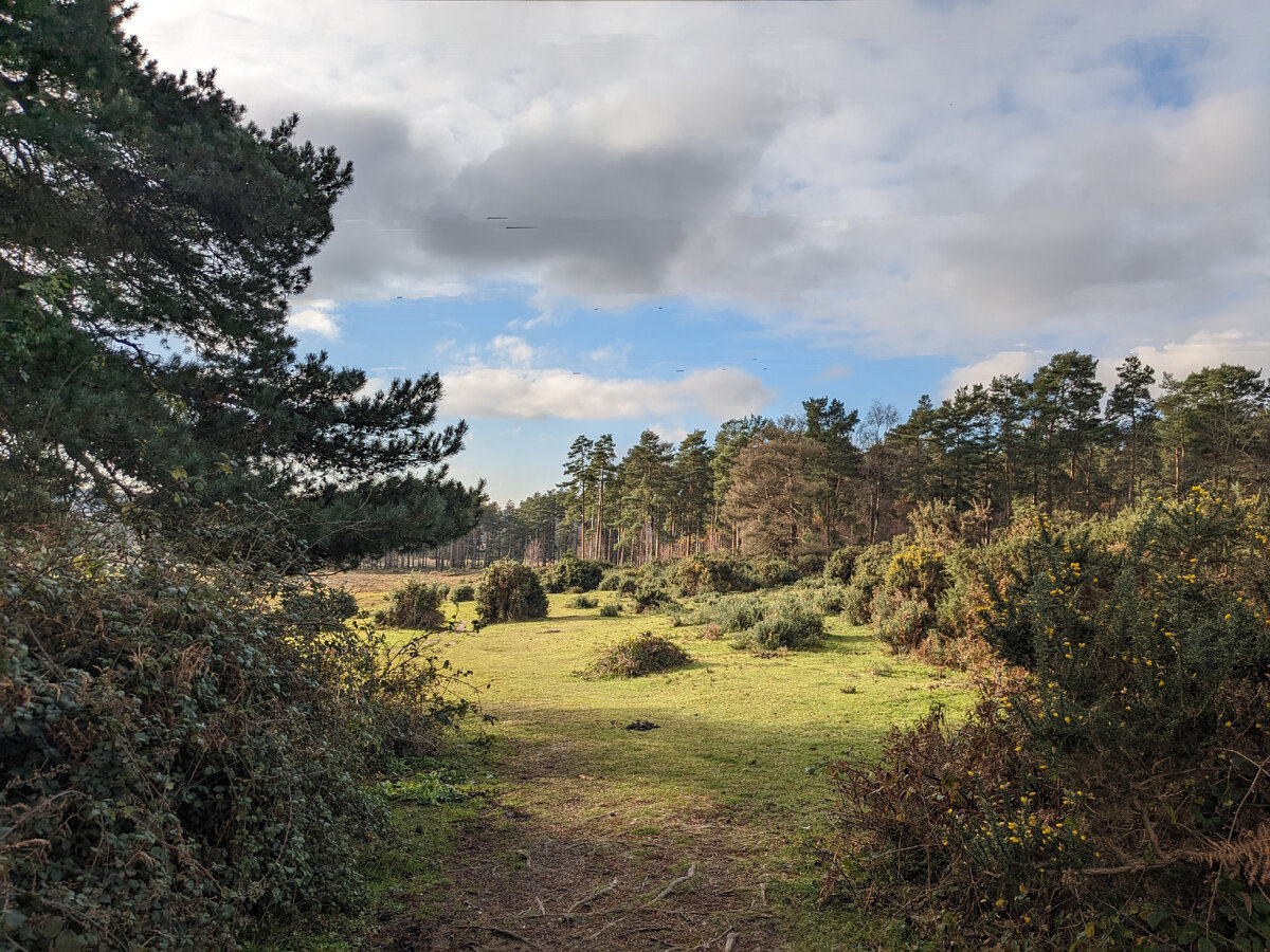New Forest. Hampshire. Фото из личного архива 