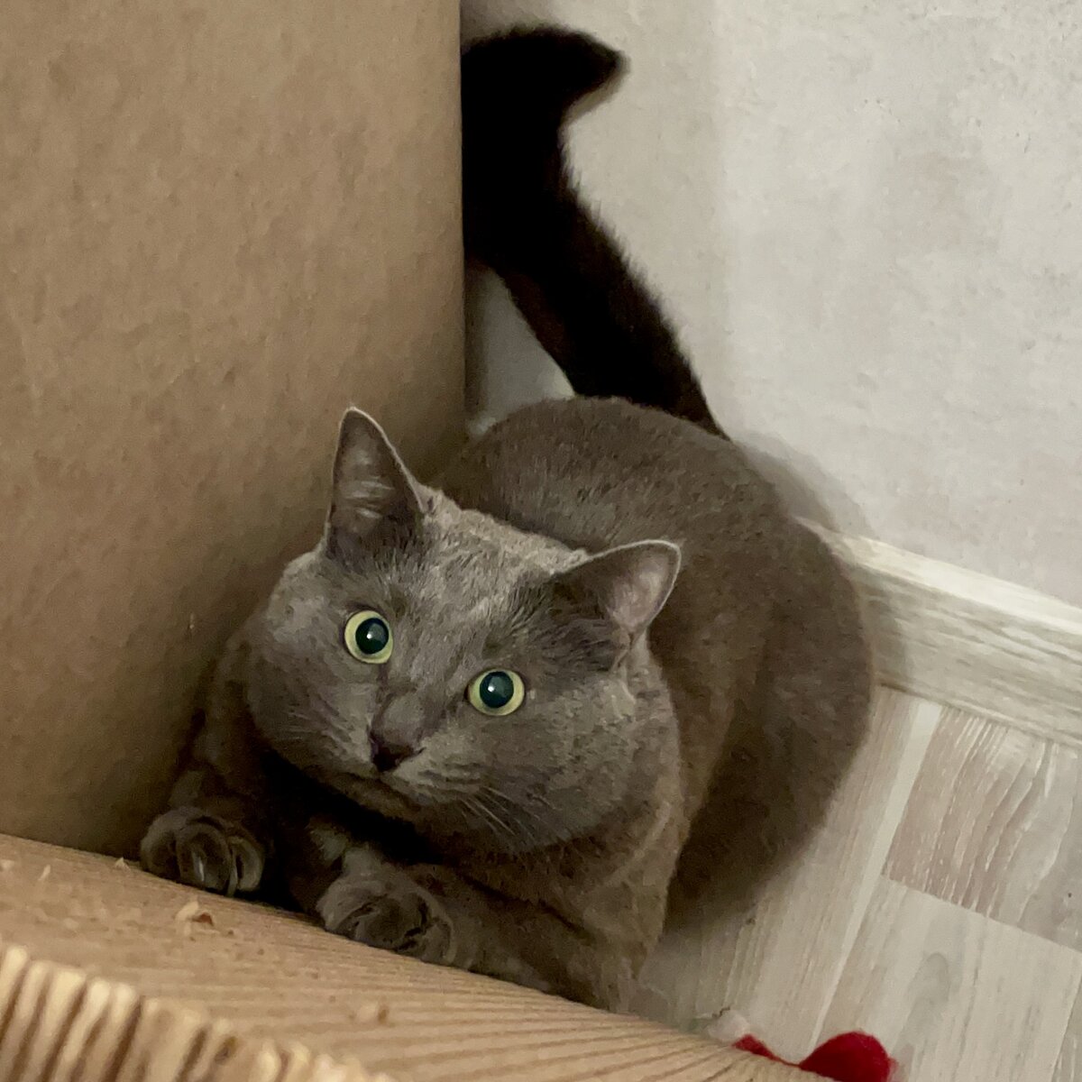 Кошка, которая может защитить себя так, что любой адвокат без работы ...