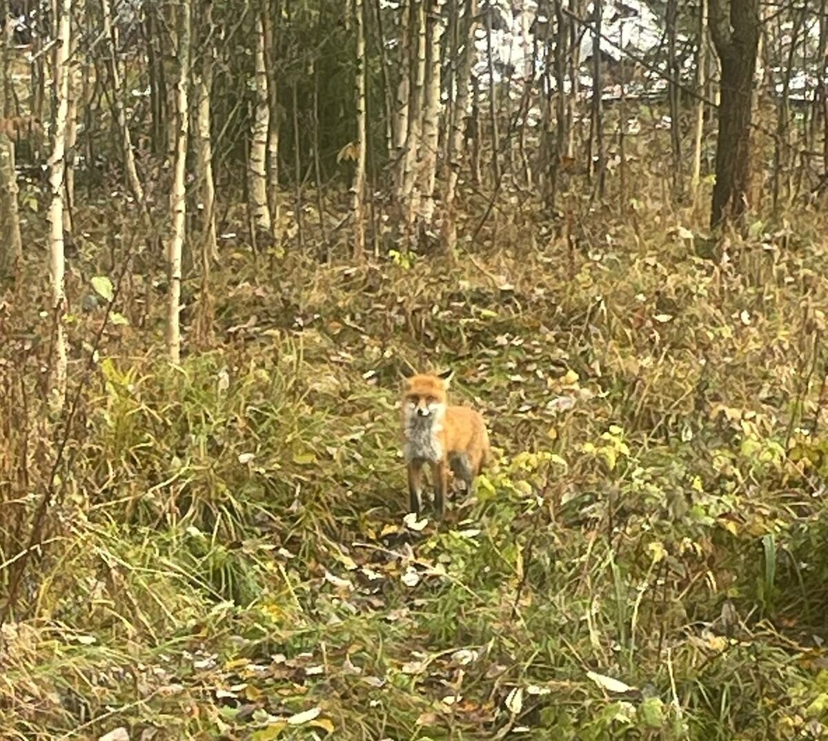 ЛИСА ПРОБЕГАЛА МИМО, ЛЮБОПЫТСТВО ВЗЯЛО ВЕРХ... ИЗ ЛИЧНЫХ ФОТО АВТОРА ЛИДИИ ШАТИЛОВОЙ