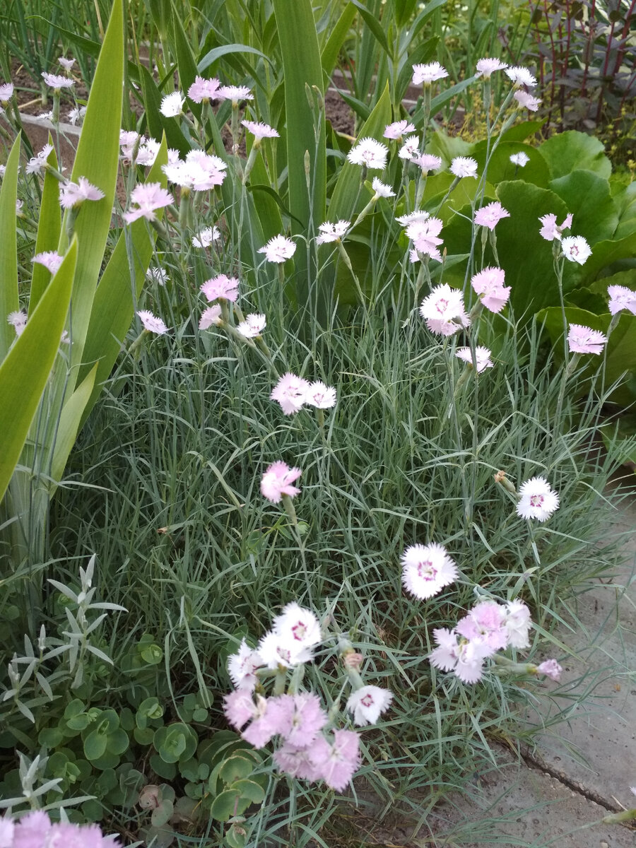 Очиток Эверса в левом нижнем углу, между гвоздикой и ясколкой. 