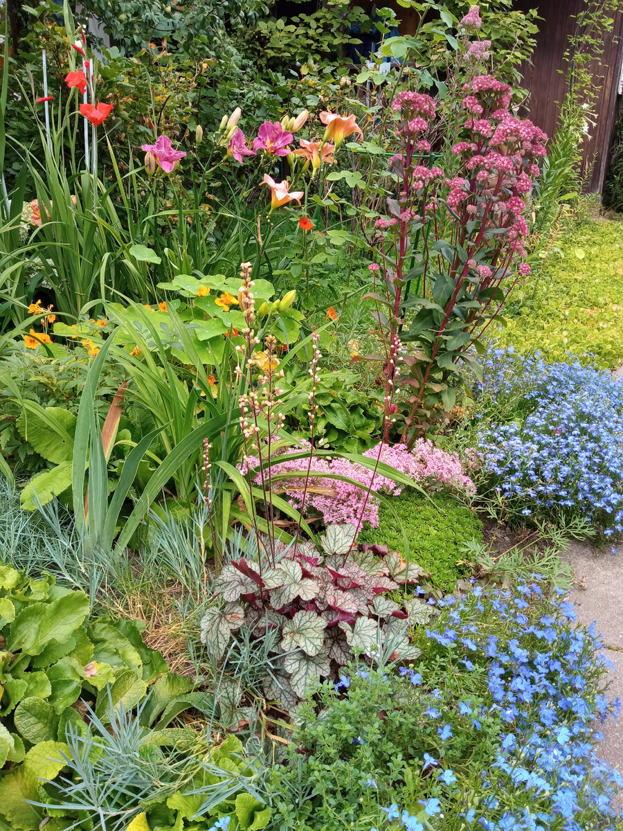 Очиток Эверса в центре кадра, розовое облачко за г.йх.рой.