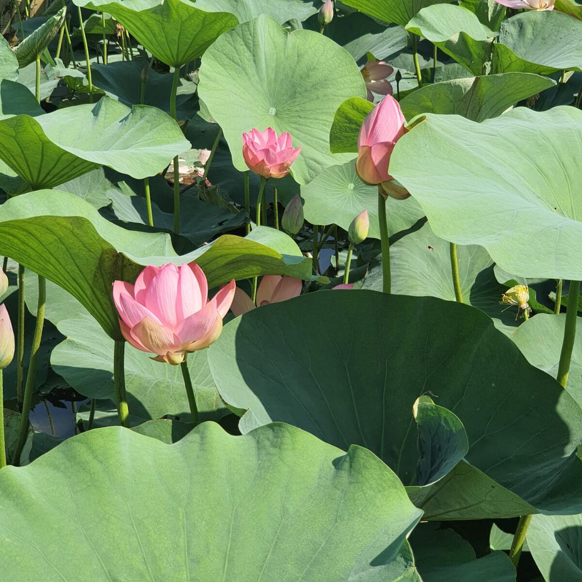 Лотосовое озеро в Астрахани