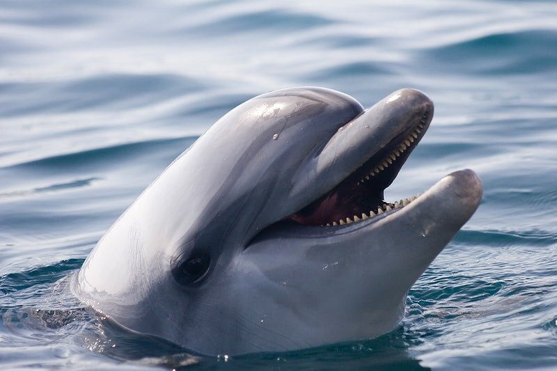    Free Dolphin image, public domain animal CC0 photo. Анастасия Никифорова