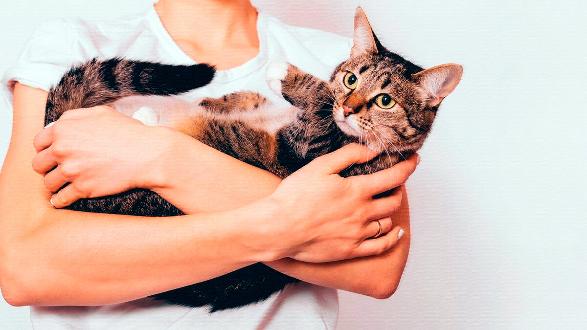 источник фото: picoveterinaryclinic.com 