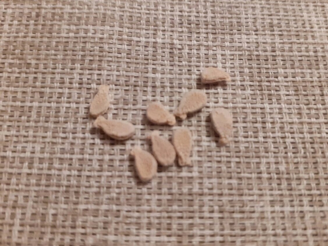 Семена кокцинии. Фото: Лидия Круглова