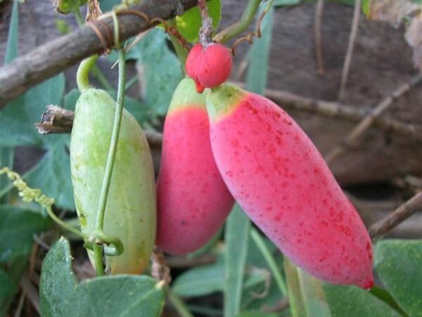 Кокциния индийская. Фото: интернет-магазин чудогрядка.рф