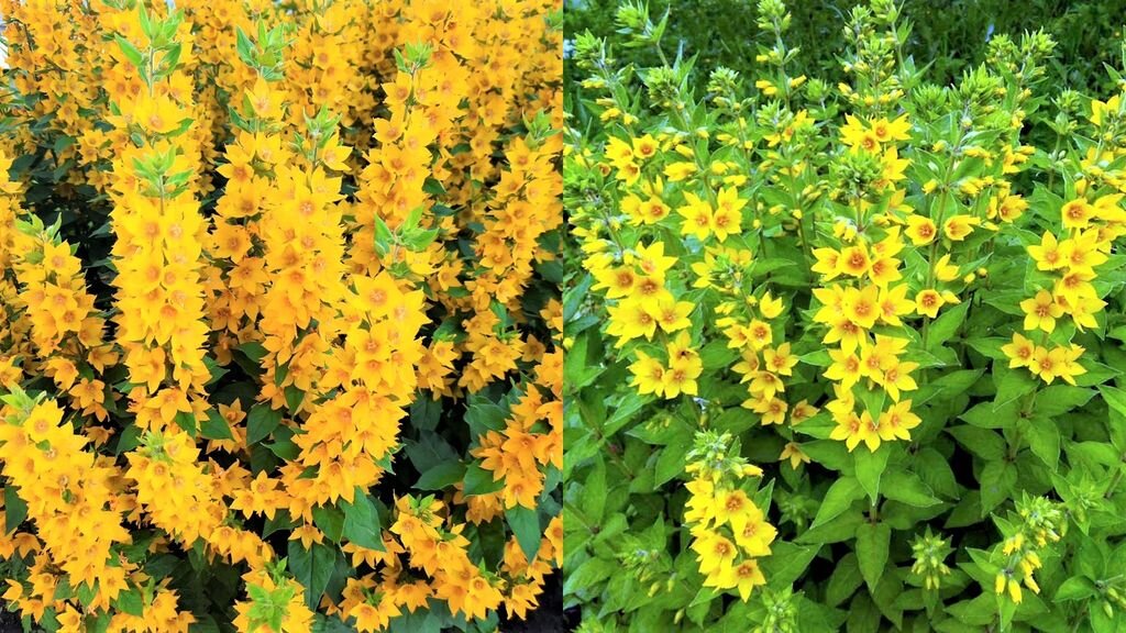 Листайте галерею для просмотра. Вербейник точечный.