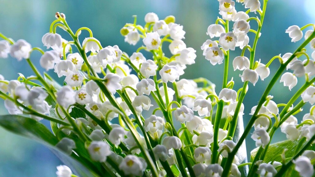 Листайте галерею для просмотра. Майский ландыш.