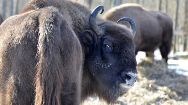    © Sputnik / Татьяна Федоренко