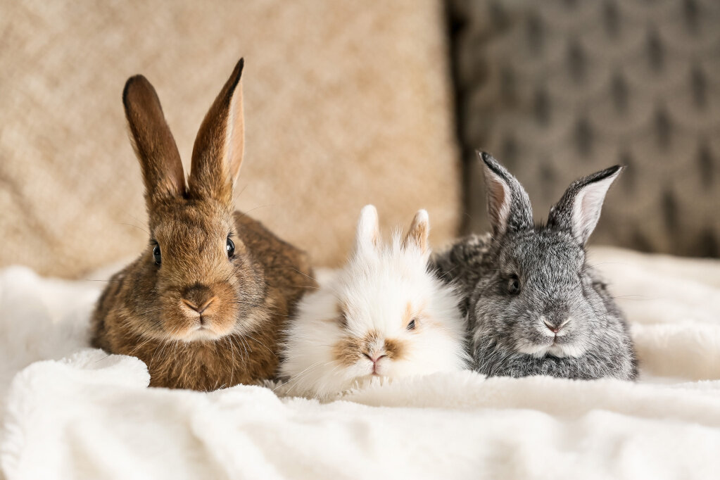 Как содержать кроликов в домашних условиях: как выбрать и ухаживать, чем кормить