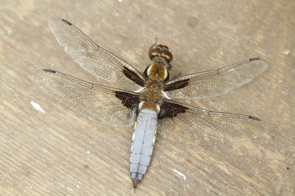 Стрекоза плоская (Libellula depressa). Снято в Краснодаре