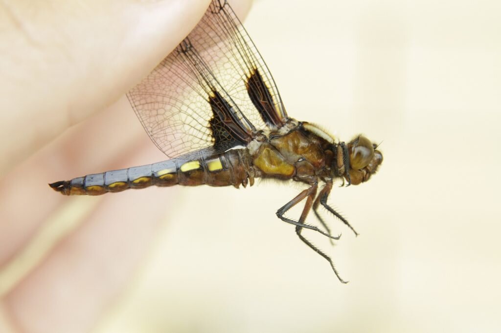 Стрекоза плоская (Libellula depressa). Снято в Краснодаре