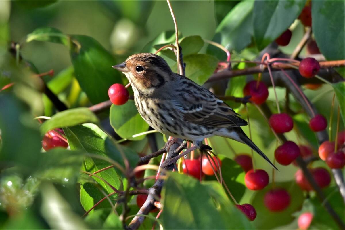 овсянка крошка. крошки для птиц. овсянка крошка птица. овсянка крошка птица. овсянка птица фото.