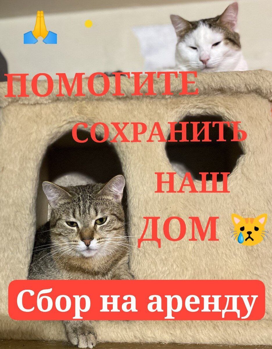 🆘🆘🆘СБОР НА АРЕНДУ!🆘🆘🆘 ПОЖАЛУЙСТА, ПОМОГИТЕ СОХРАНИТЬ НАШ ДОМ! |  Мини-приют 