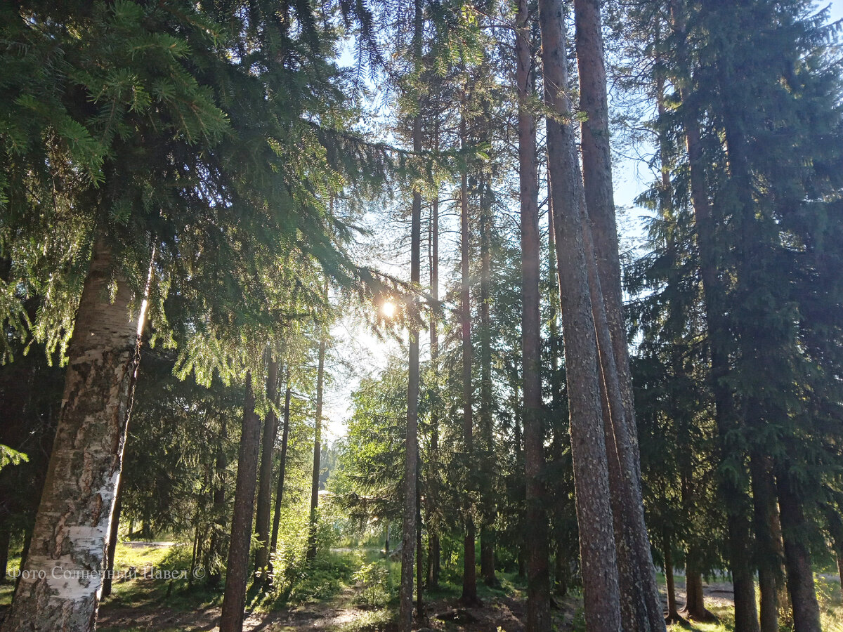 Солнечный день в Карельском лесу