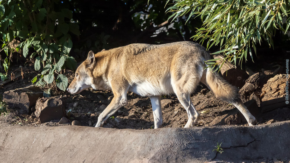 Волк © NickFW.ru — 12.09.2023г.