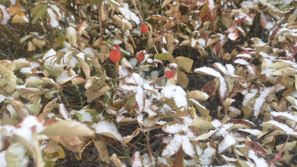 Фото: Царьград