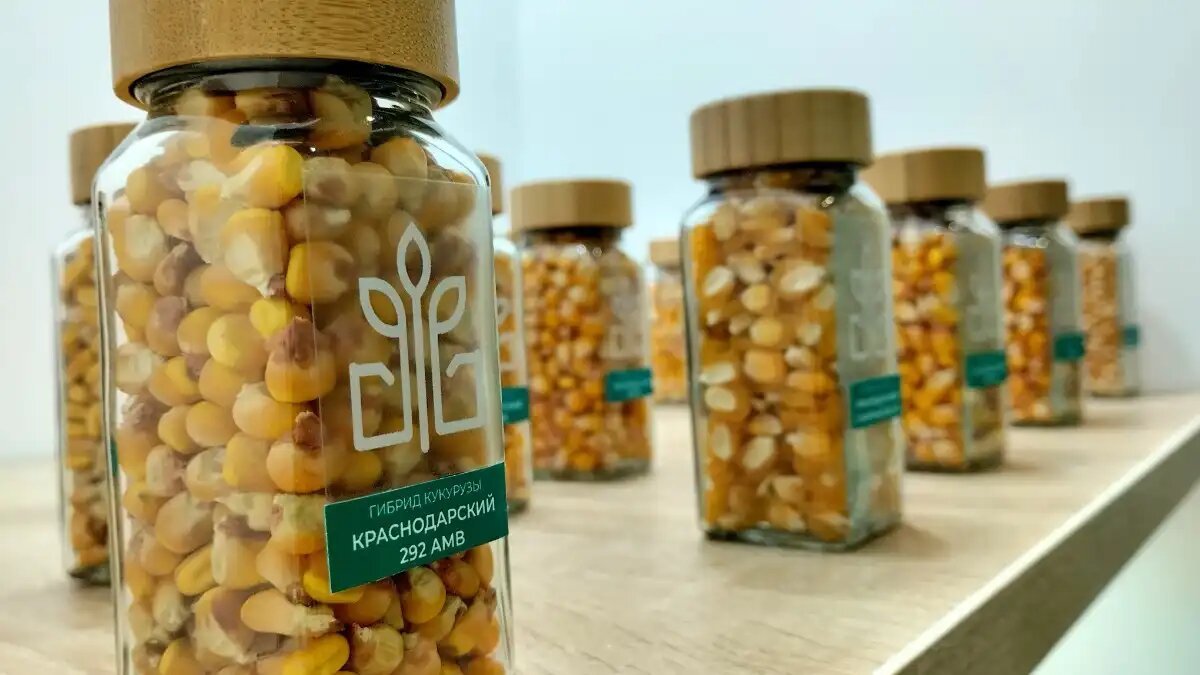 Фото:glavagronom.ru Гибриды кукурузы селекции НЦЗ им. П.П. Лукьяненко