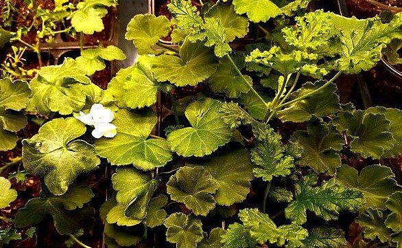 Вон зацвёл ещё один черенок. Значит, света ему хватает.