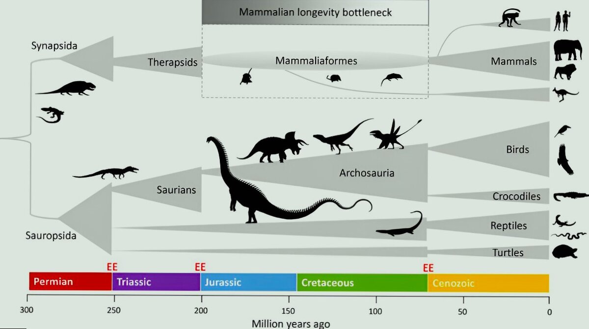 Mamamalian longevity bottleneck — время, которое естественный отбор отнимал у нас гены долголетия, делал жизнь млекопитающих жестко запрограмированной. Silhouettes from phylopic.org. Credit: BioEssays (2023). DOI: 10.1002/bies.202300098