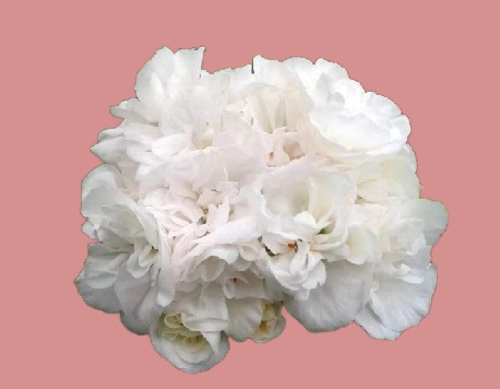 Pelargonium  Gardenia