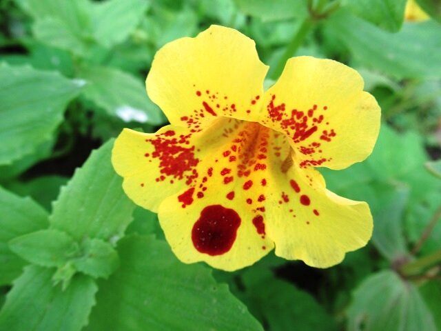 Mimulus Blue