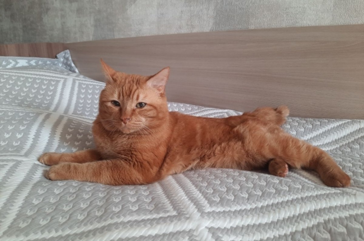    Рыжие коты не всегда шкодливые.