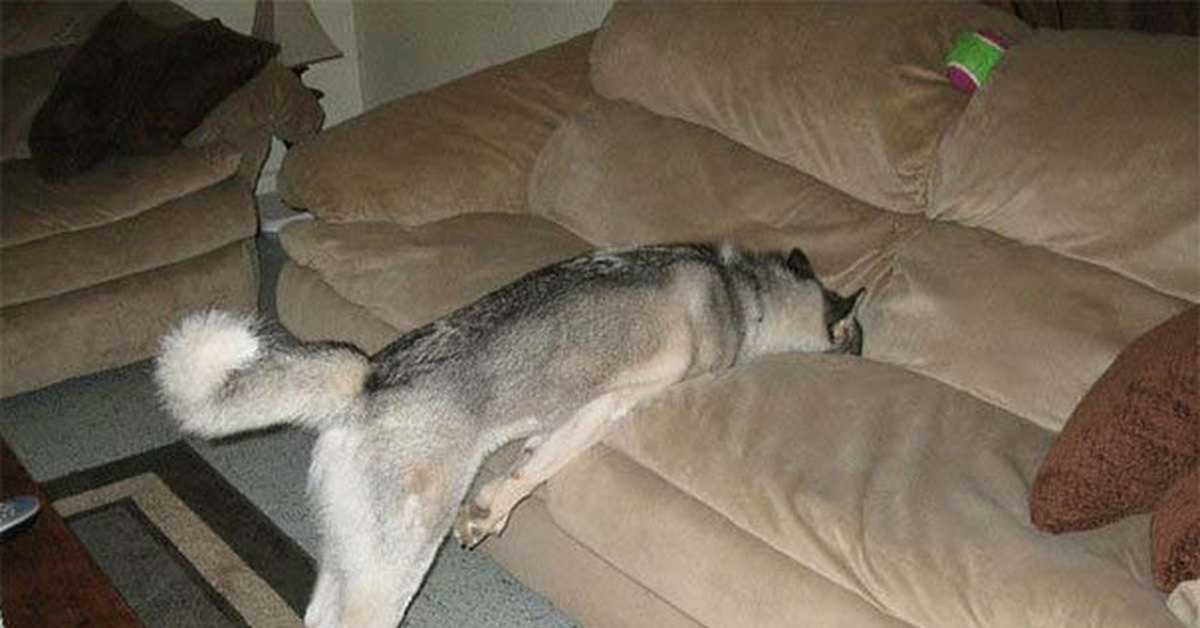 Почему я устаю. Диван для собаки. Смешная собака на диване. Уставший пес. Пес валяется на диване.