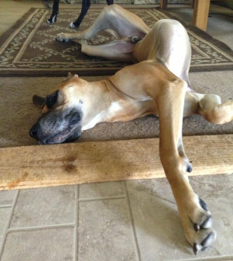 Позы животных. Почему собака устает. Собака лежит. Уставшая собака. Почему собака устает.