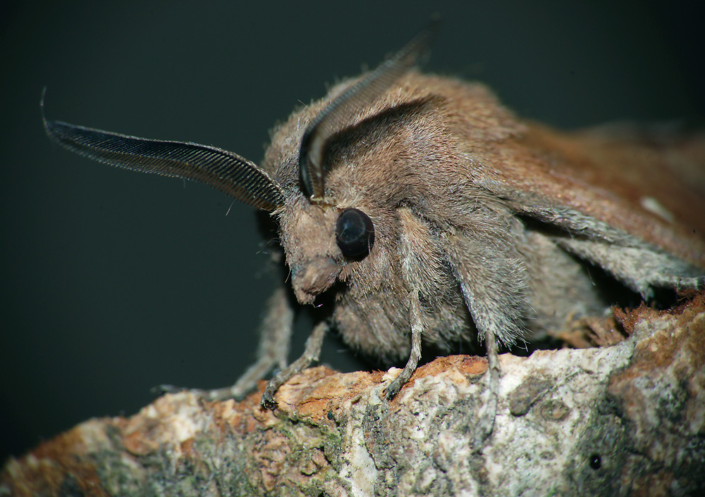 Огромная моль. Сосновый коконопряд (Dendrolimus Pini). Коконопряд клеверный бабочка. Бабочка ночница. Коконопряд боярышниковый.