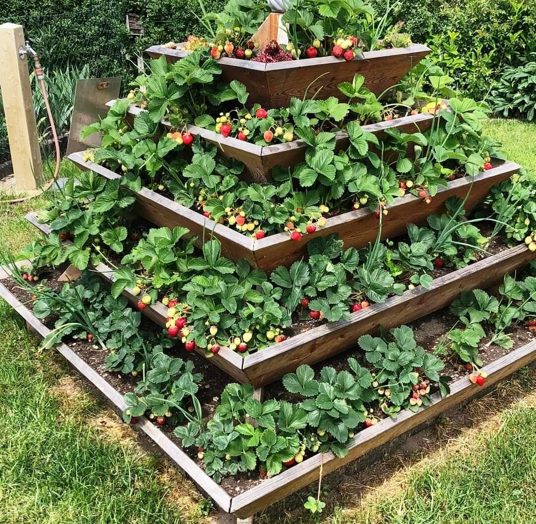 Многоярусная посадка клубники типа каскад