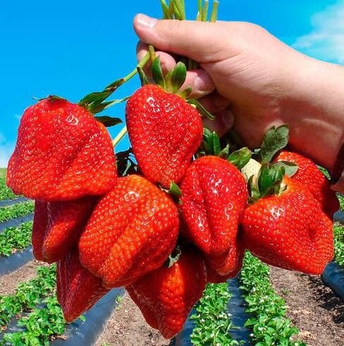 Клубника садовая Азия, крупномер