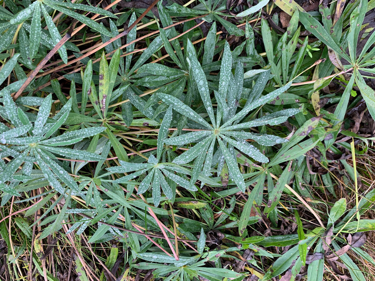 это люпин, красиво смотрятся капли, на канале есть и видео и фото, почти под метр вырастает