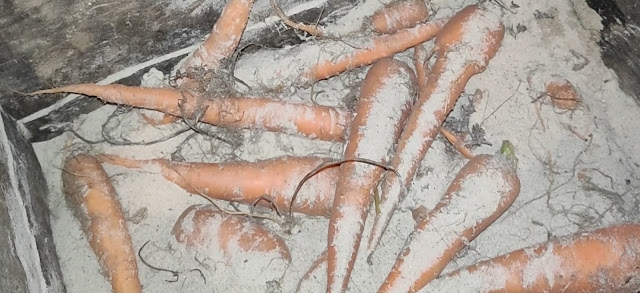 болезни хранения овощей