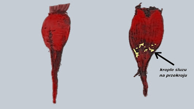 Бактериальная слизистая гниль свеклы