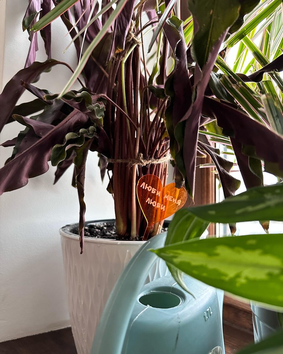 Дарю такие таблички растениям своих клиентов, которые требуют особого внимания