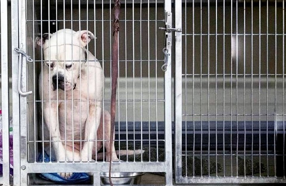 Вот так выглядел Риттер в приюте, когда тосковал по своей семье