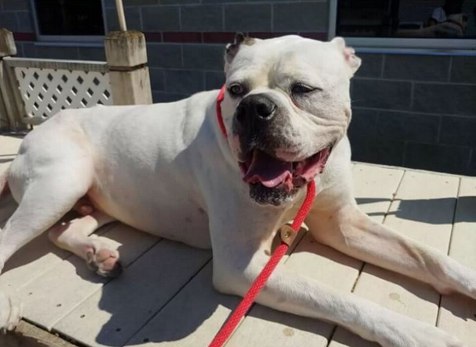 Изредка Риттер выходил в приюте на прогулку, но никогда не бегал, а просто лежал