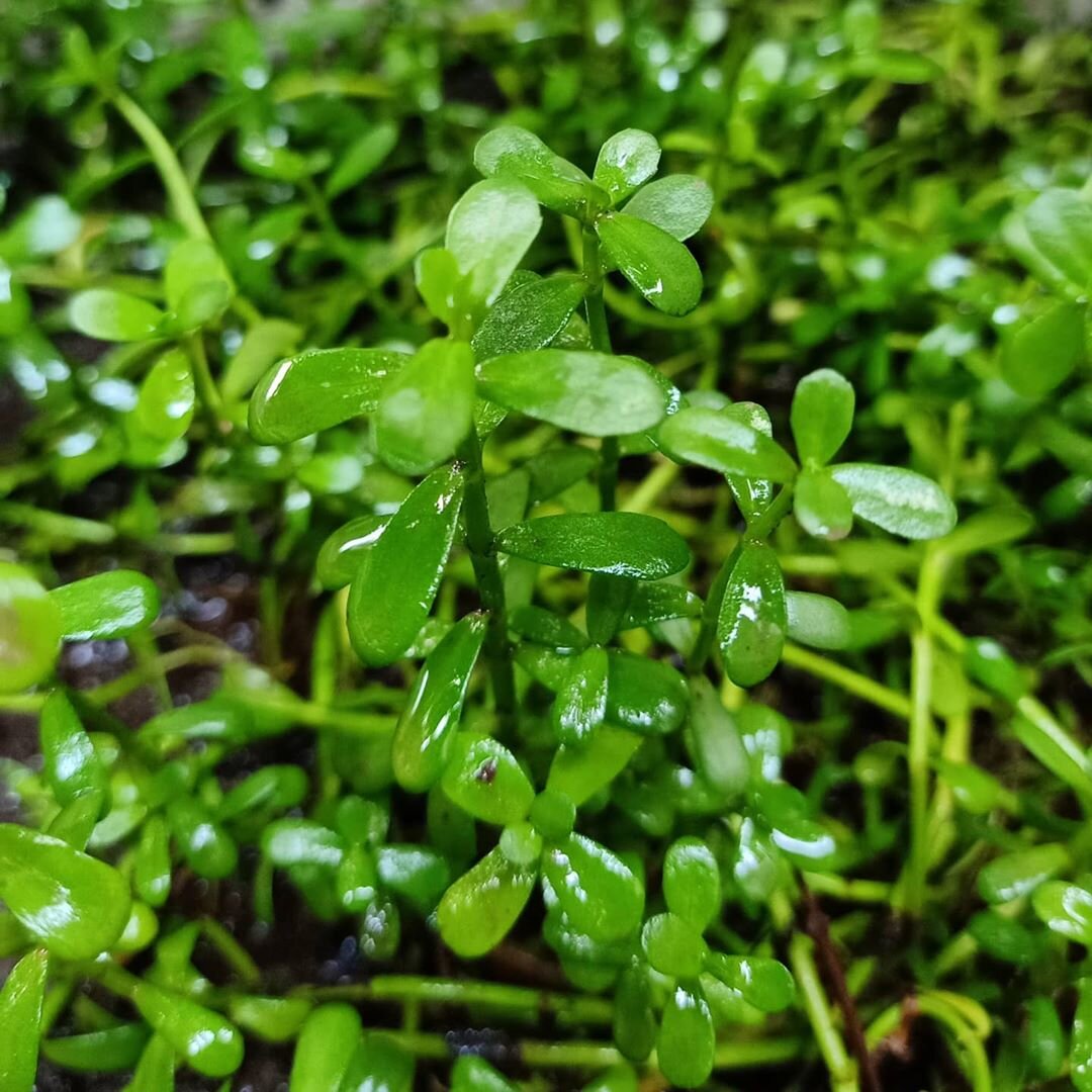                                                       Бакопа Монье (Bacopa monnieri) 