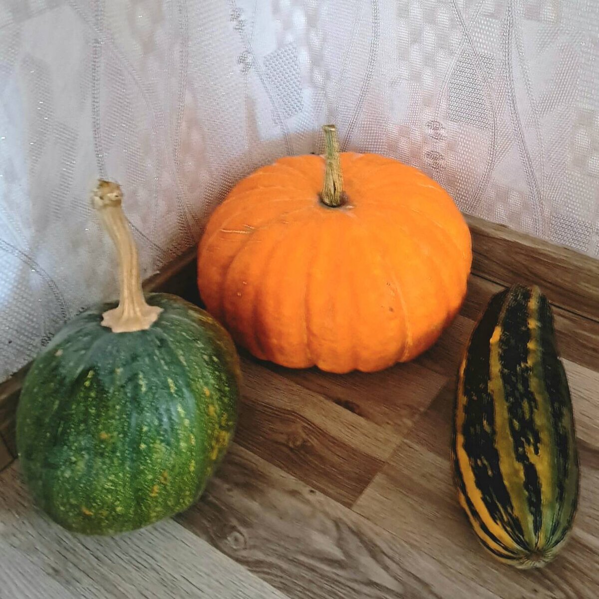 Мои тыквы урожая 2023 г.