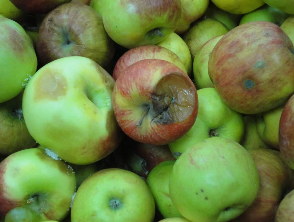 Россия была вынуждена вернуть Молдавии 20 тонн заражённых яблок.  