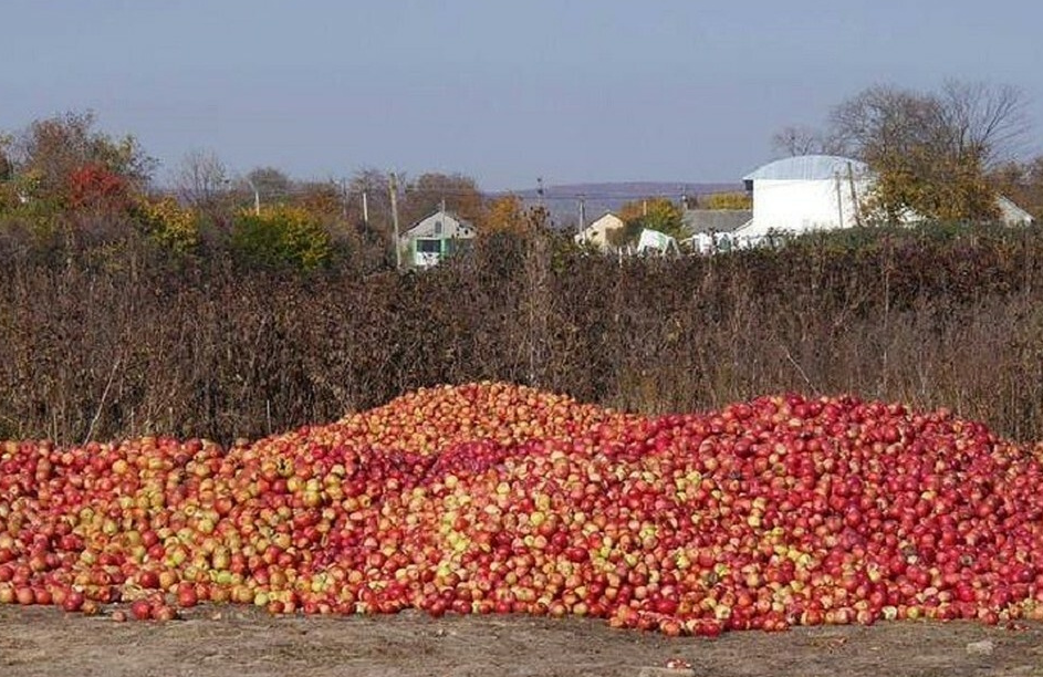 Урожаю молдавских яблок уготована печальная участь. 